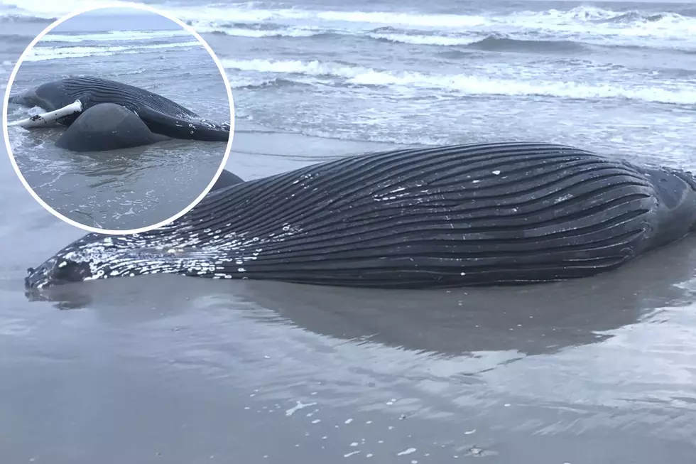 7th beached whale: NJ lawmaker blames Green New Deal