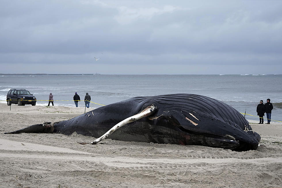 2 more dead humpback whales spotted: Floating in Raritan Bay, along Long Island