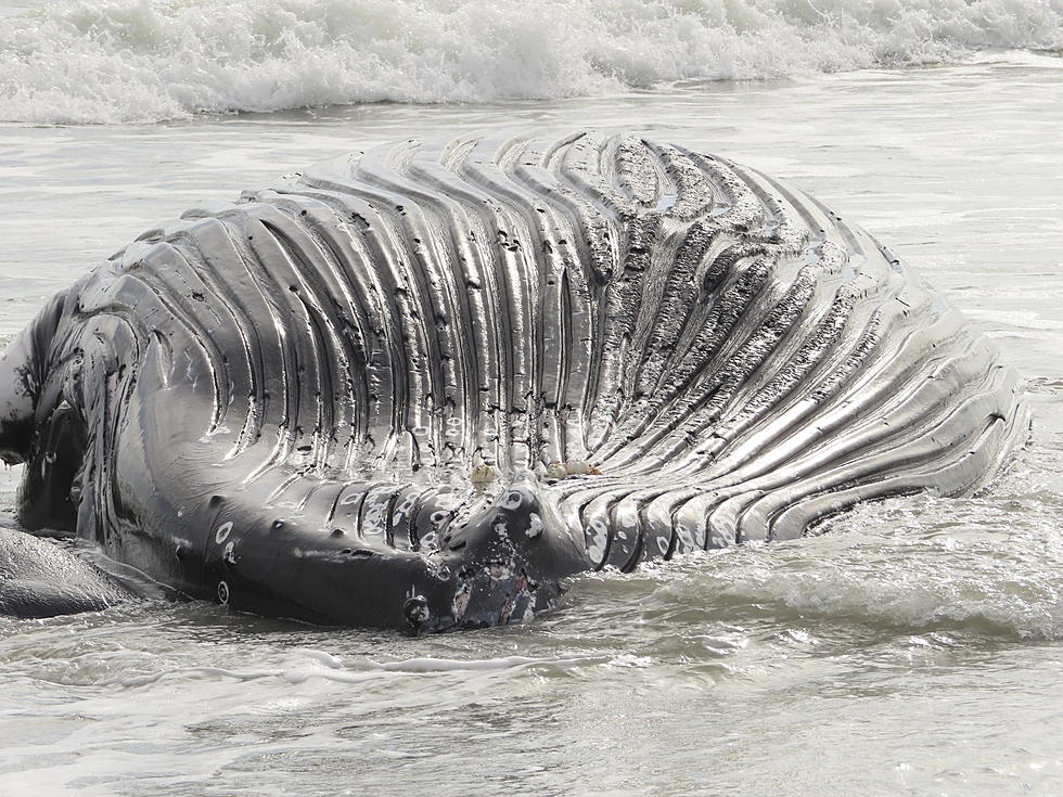 Marine Commission: NJ Whale Deaths Not Linked to Wind Prep Work