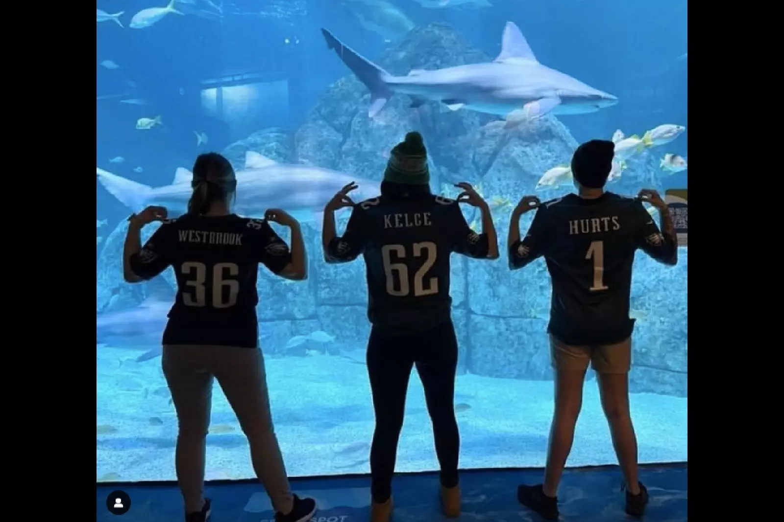 Shark Summer is back at the Camden Adventure Aquarium in 2023