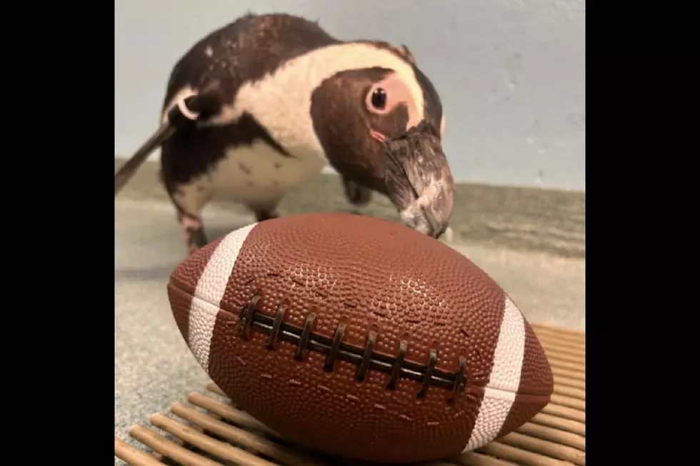 The animals at Adventure Aquarium are all in for the Eagles