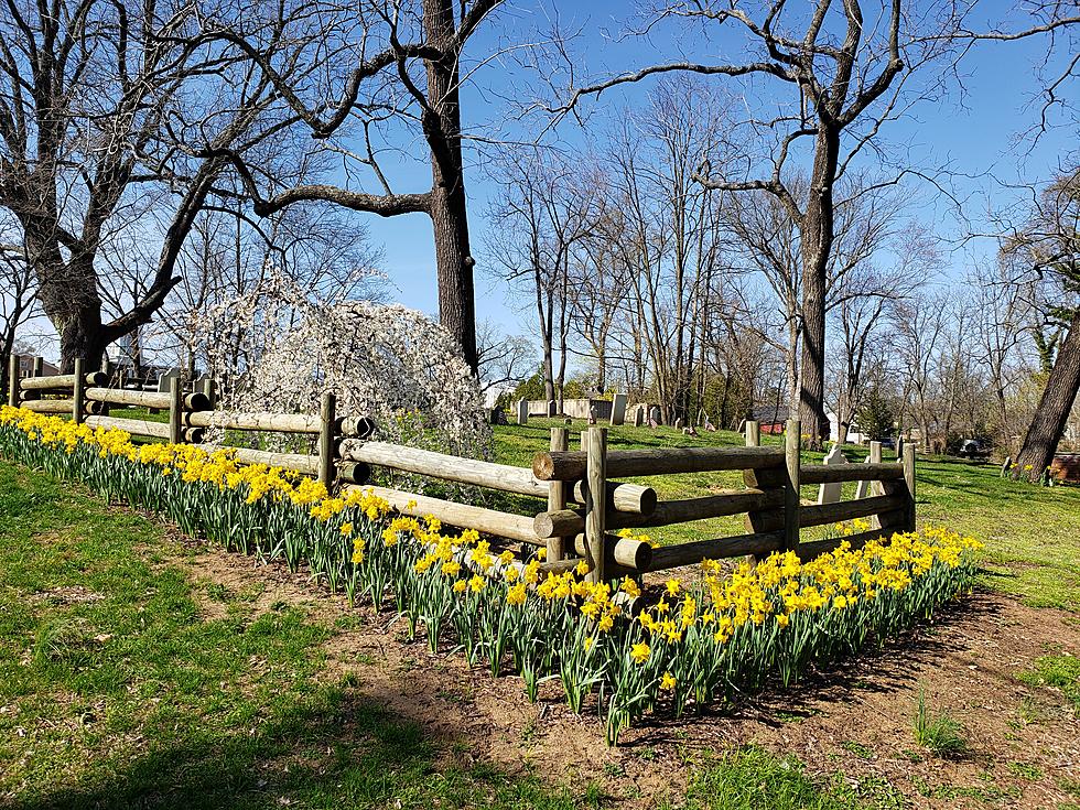NJ town celebrates all things daffodils in March