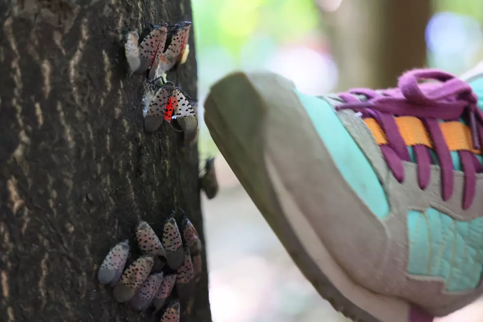 NJ just &#8216;buying time&#8217; until a spotted lanternfly predator is found