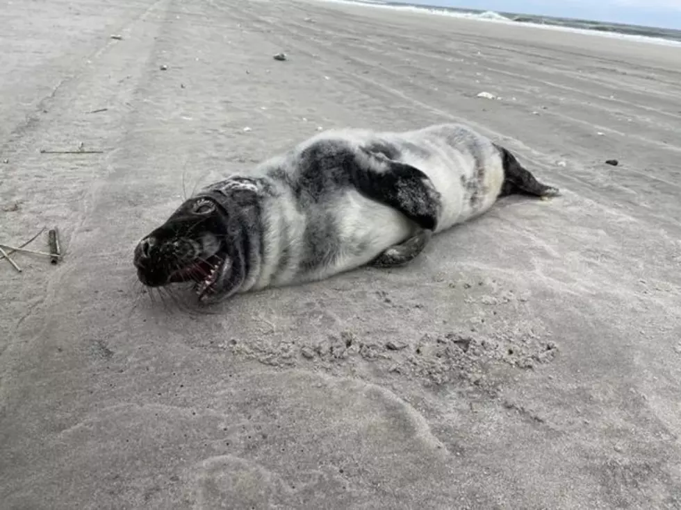 Grey seal pup found on Avalon beach (Photo Credit: MMSC Facebook)
