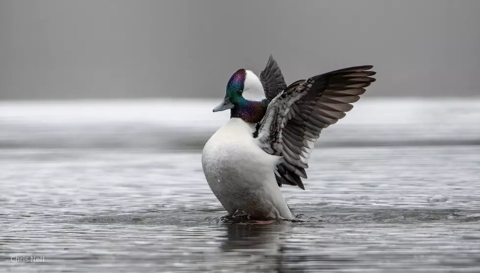 One of the most unique and spectacular winter ducks in NJ