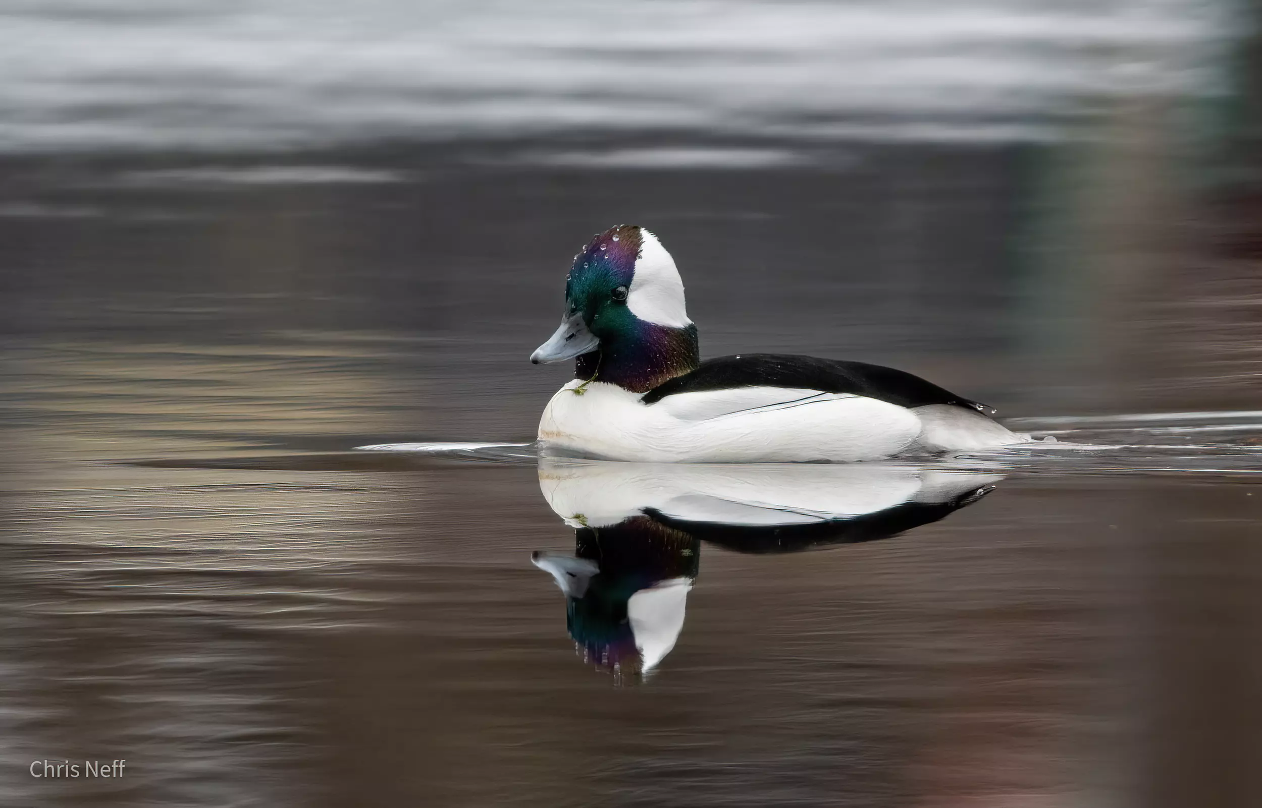 One of the most unique and spectacular winter ducks in NJ