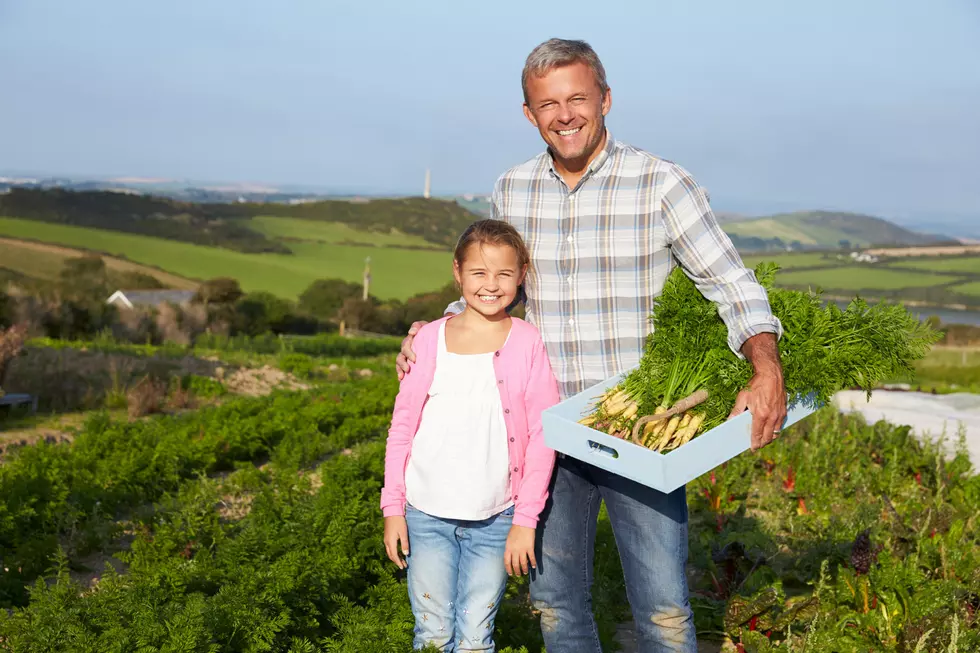 Farmer With Daughter Harvesting Organic Carrot Crop On Farm