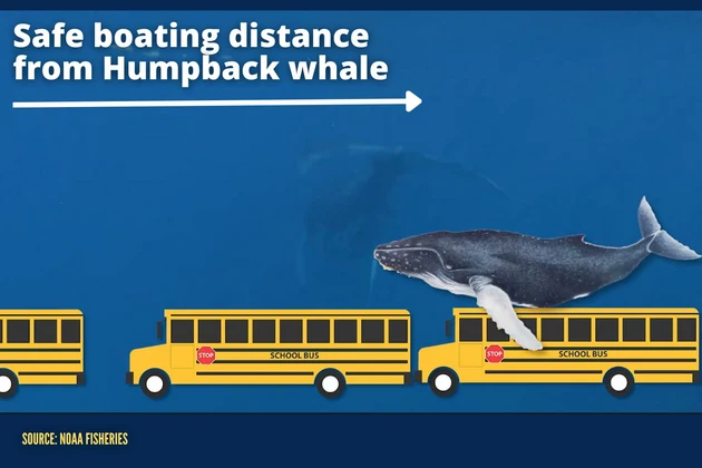 humpback whale size comparison