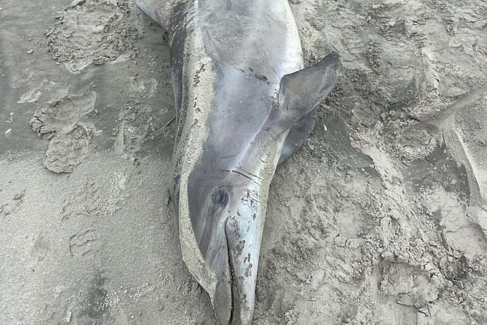 Death count rises: 5th dolphin turns up dead on NJ beach