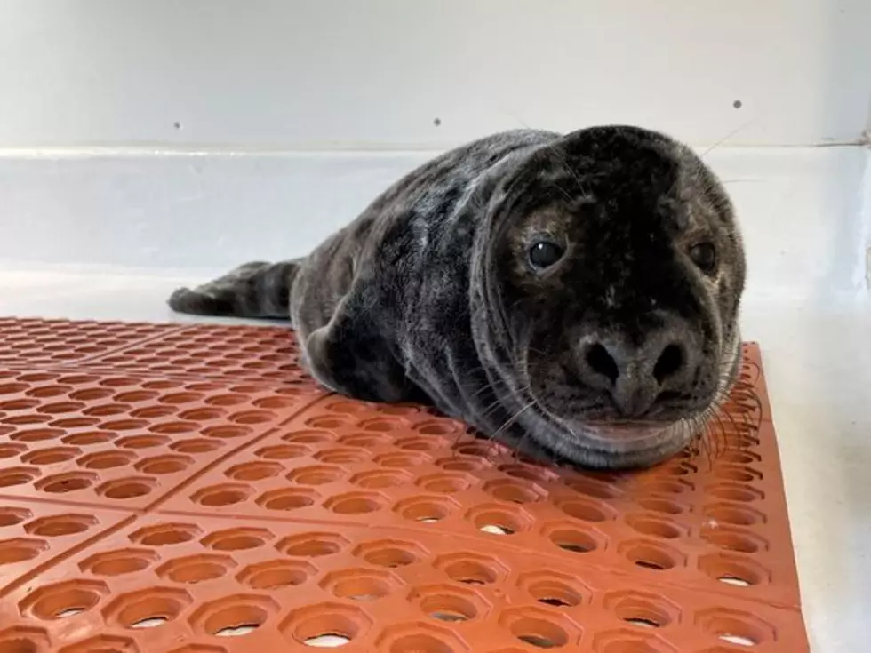 Hungry grey seal pup found on NJ beach is recovering at stranding center