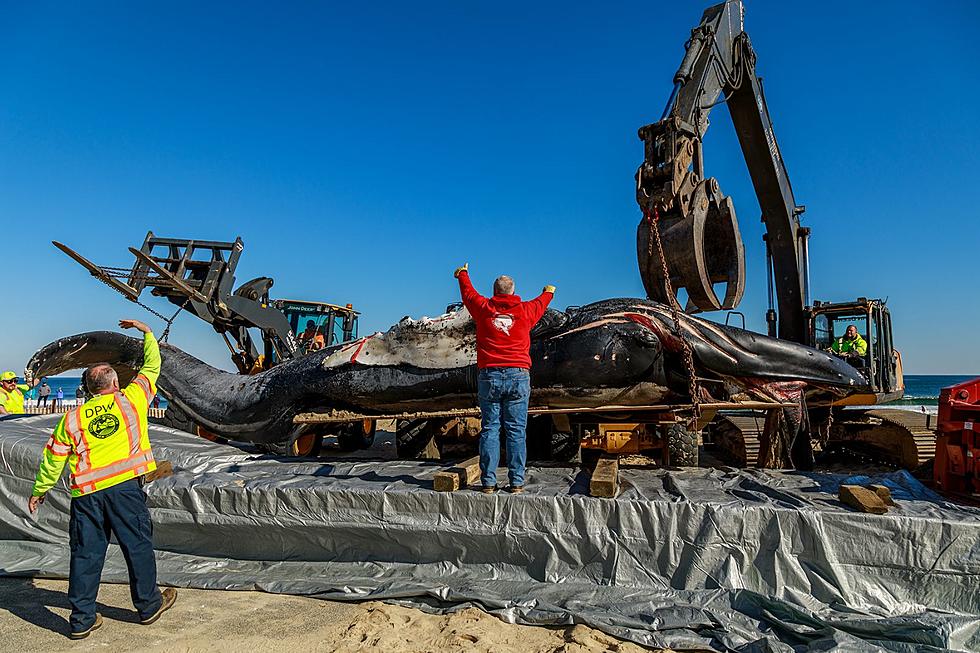 Whale Washed Up on Manasquan Beach Was Struck By Vessel