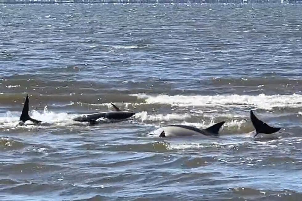Three dolphins die in shallow waters at Sandy Hook, NJ