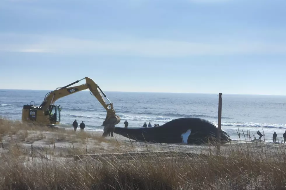 More Evidence Clean Energy Work Not to Blame For Dead Whales in NJ, NY