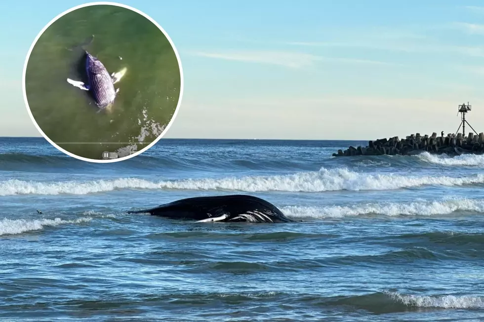 Whale #9 comes close to the NJ Shore in Manasquan