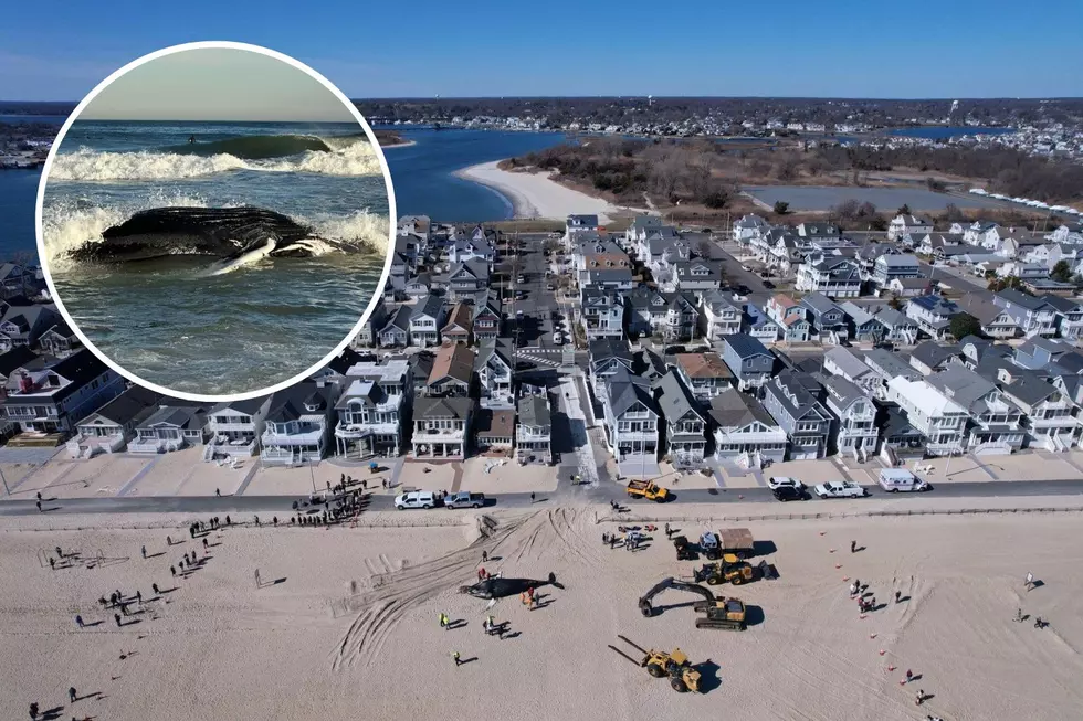 'Alarming & unprecedented' — Why did whale wash up on Manasquan?
