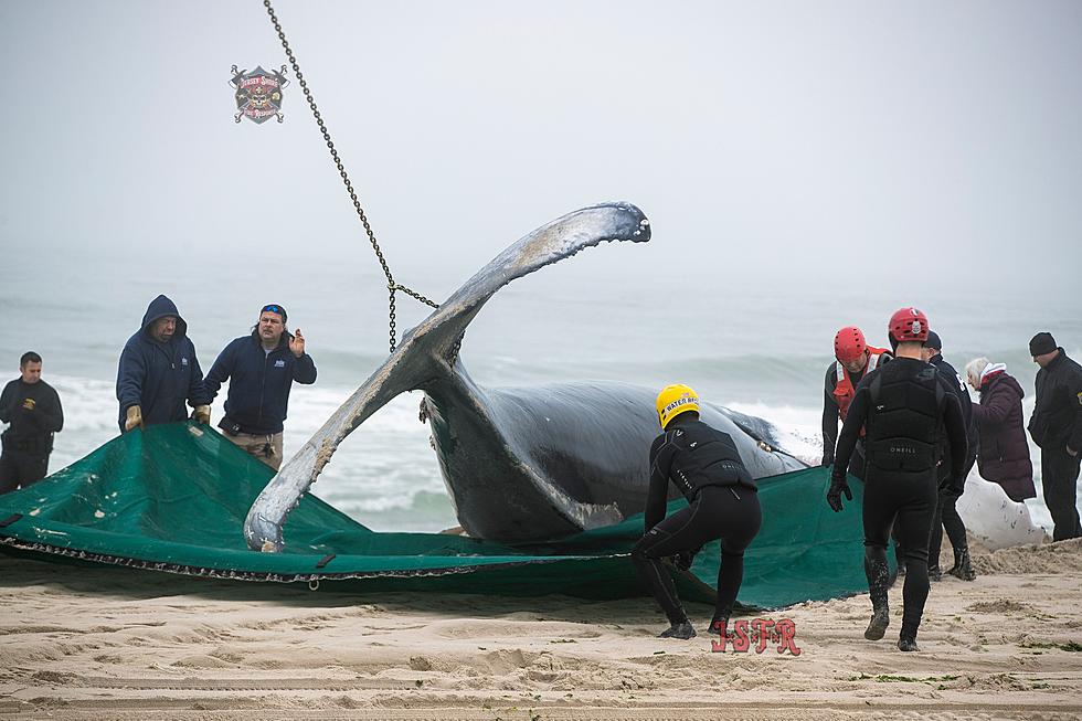 Necropsy of Whale at Seaside Park, NJ, Beach Shows ‘Fractured skull’