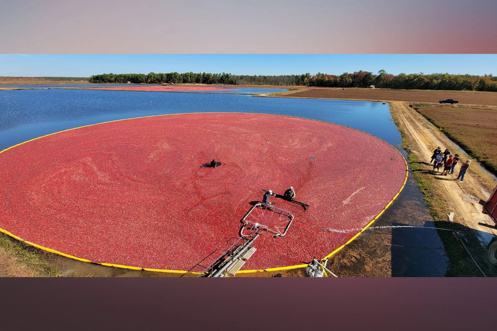 Cranberry harvest (Photo Credit: Peter Oudemans)