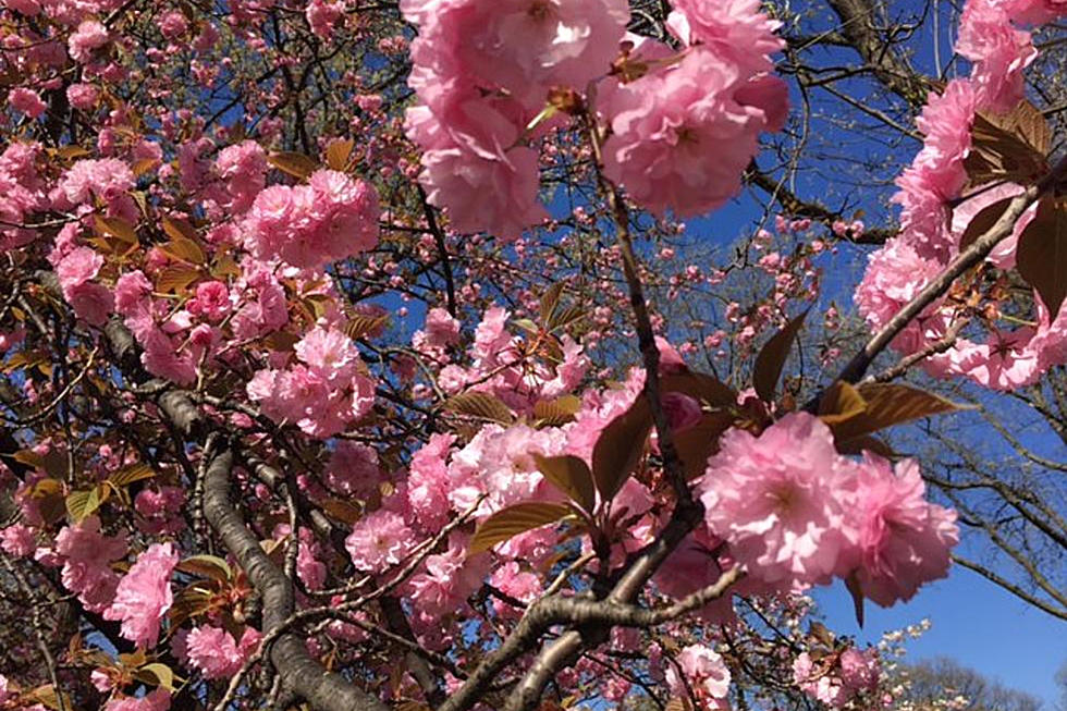 New Jersey’s cherry blossoms coming early this year