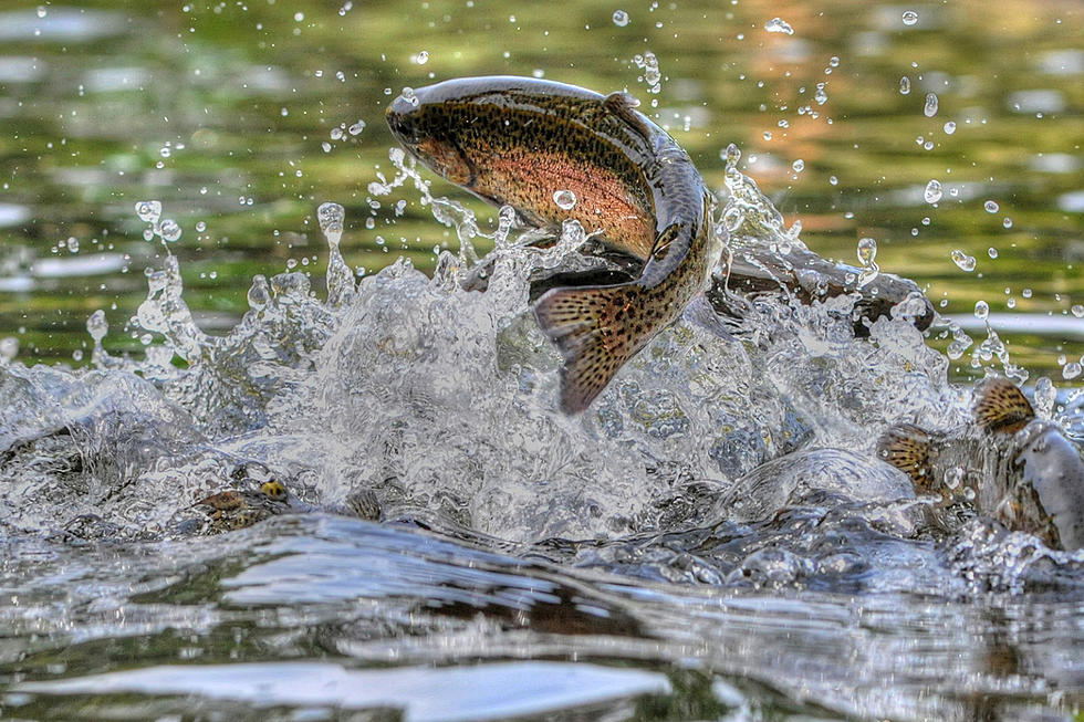 New Jersey trout season is right around the corner