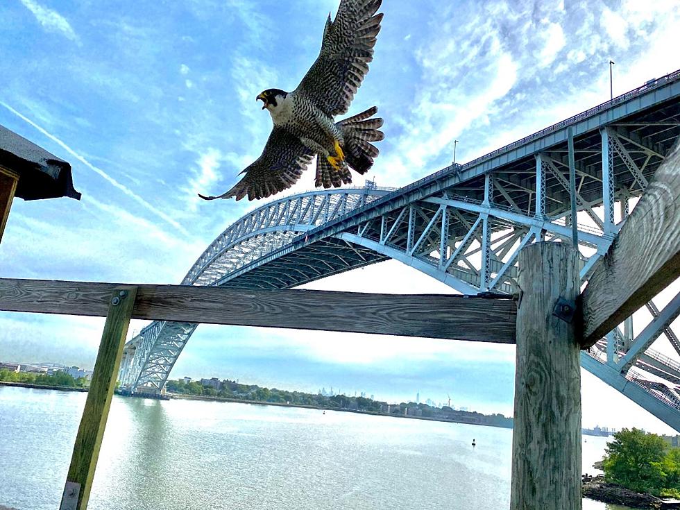 Live feed: Baby falcons to hatch near Bayonne, NJ bridge