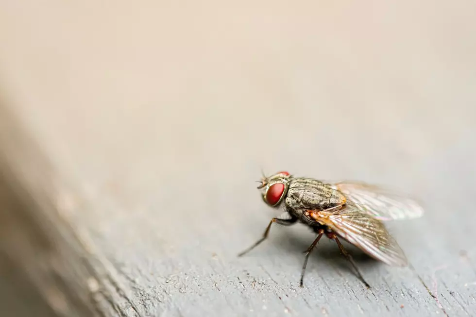 Fly (Photo: Jin Yeong Kim, Unsplash)