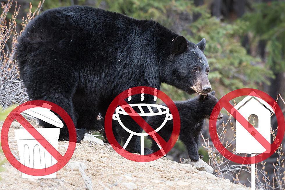 Black bears are waking up &#038; they are hungry — NJ issues warning