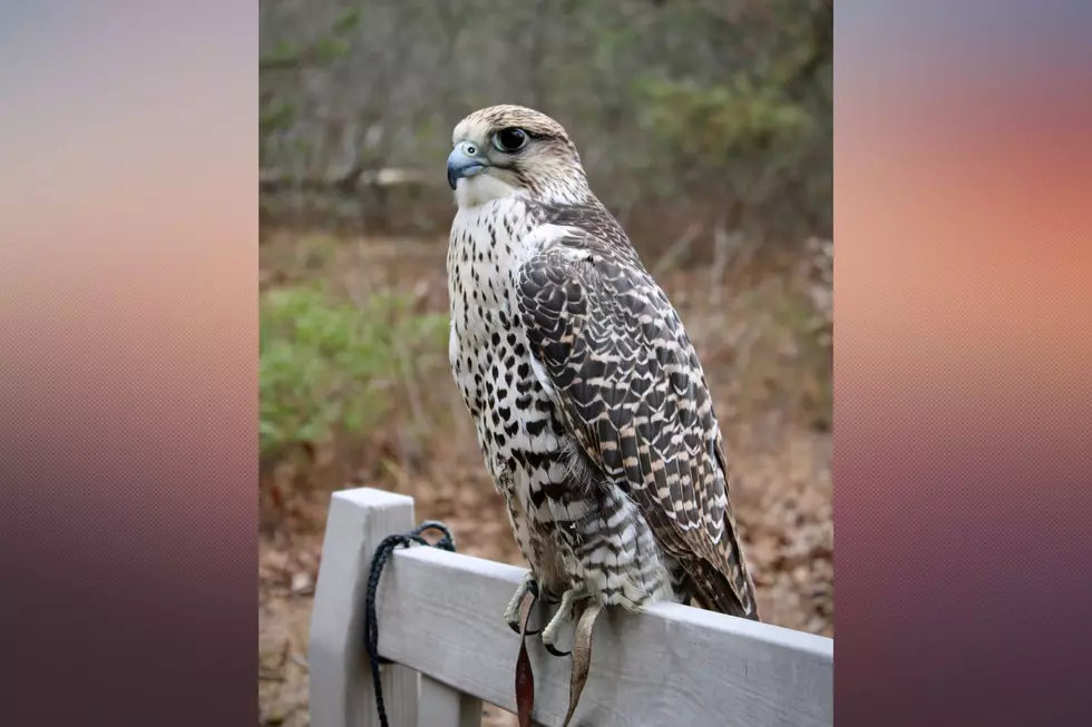 Artemis, the falcon (Photo Credit: Popcorn Zoo)