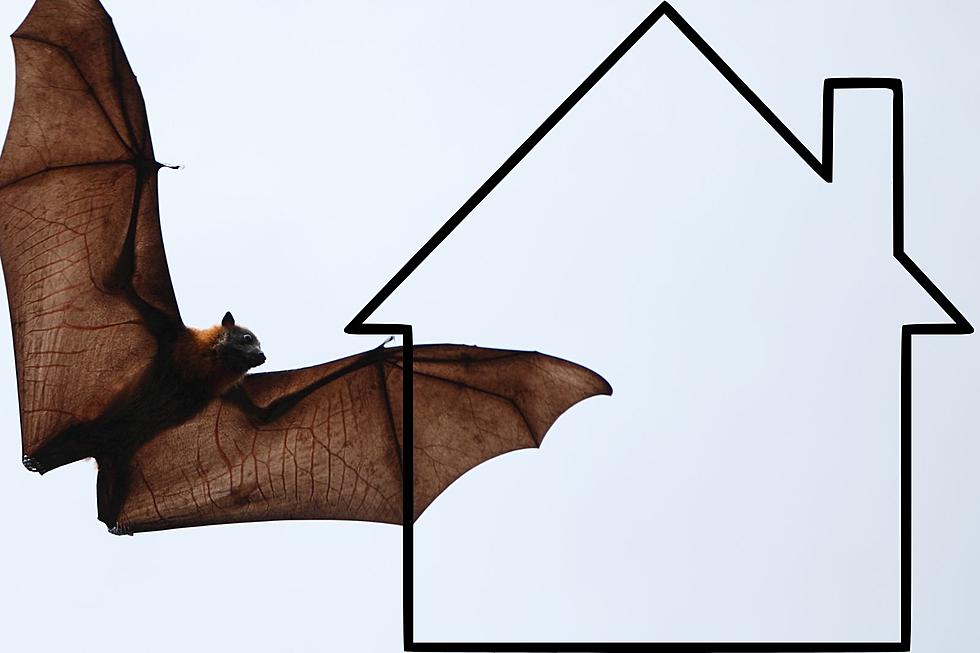 Can you kill a bat in your home? What NJ law says you should do