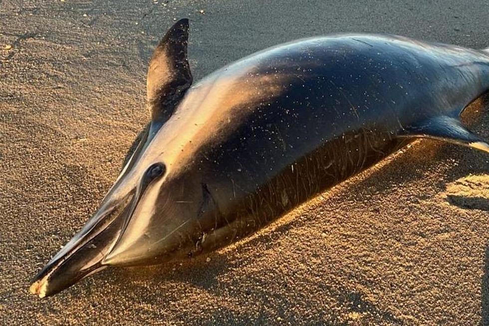 6 dolphins, porpoises strand themselves in 4 days at the Jersey Shore