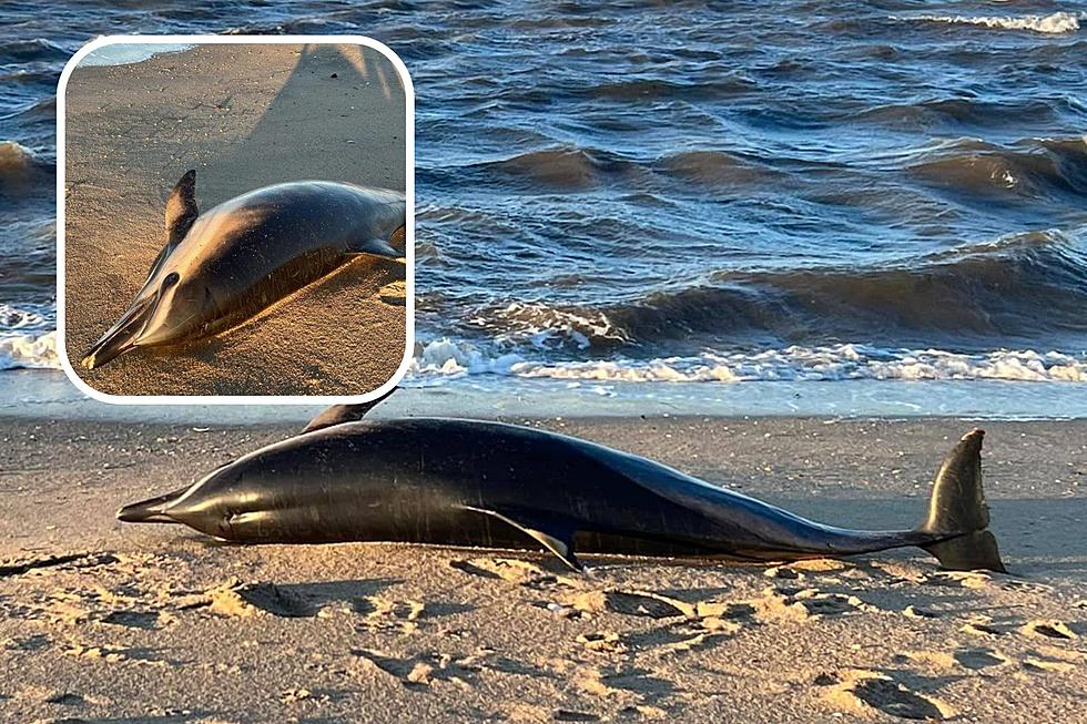 Sixth dolphin washes up dead on New Jersey beach