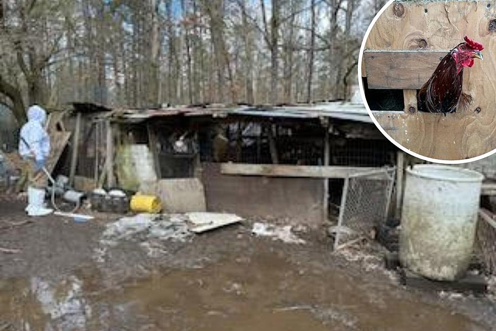 Nightmare menagerie: Photos of NJ property with 200 dying animals