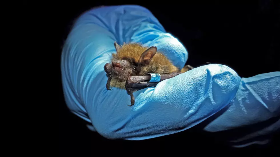 Little brown bat (NJDEP's Division of Fish and Wildlife)