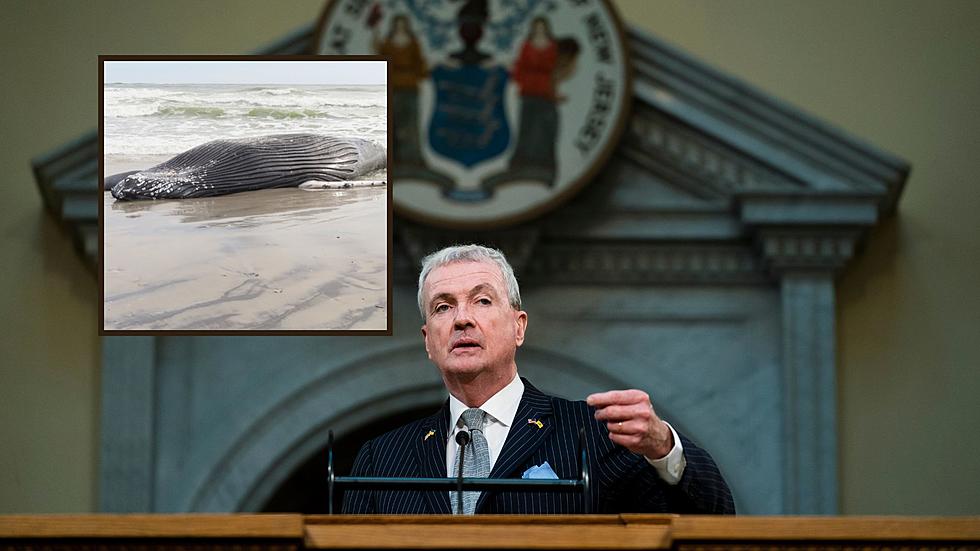 With more than a dozen dead whales, Gov. Murphy deflecting