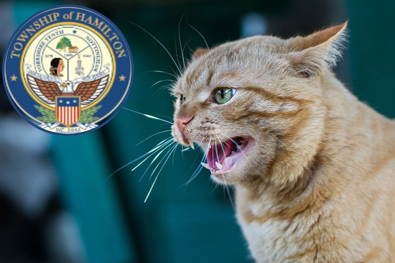 Stray cat tests positive for rabies in Hamilton, NJ after bite