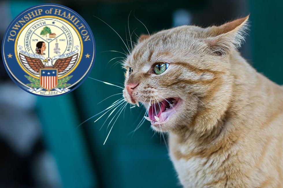 'Aggressive' cat with rabies bites person in Hamilton, NJ