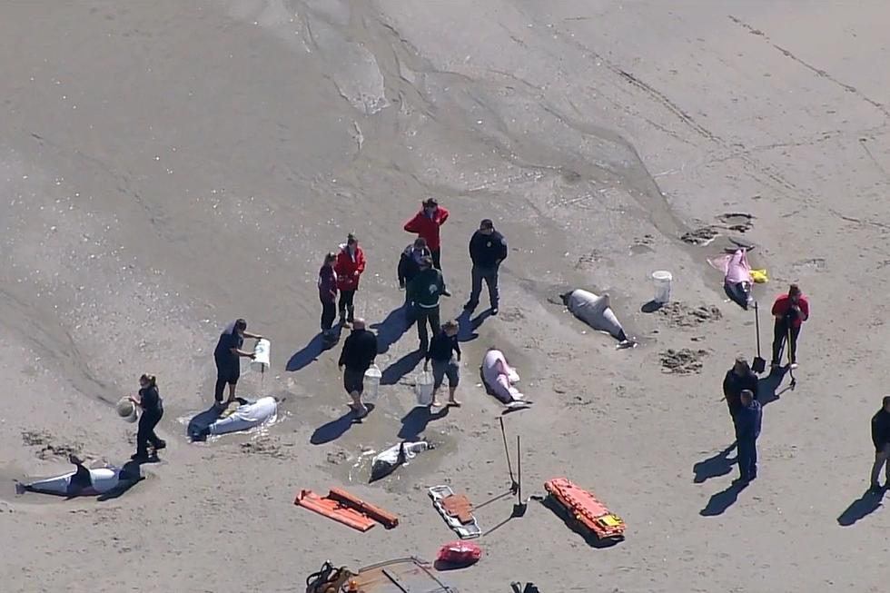 8 dolphins stranded on Sea Isle City beach die