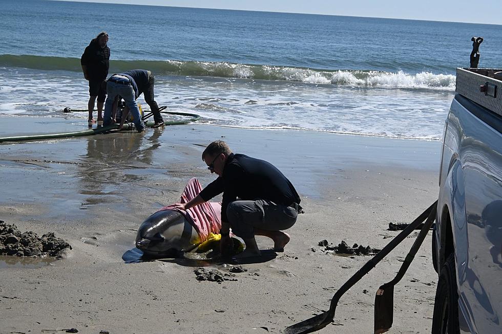 30th dolphin strands itself on a New Jersey beach