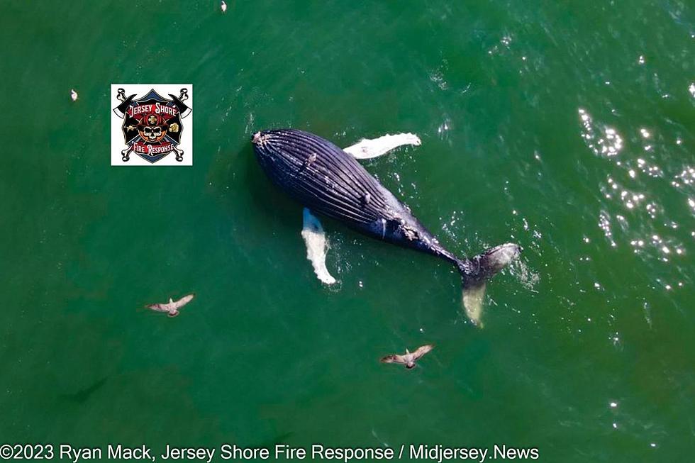 Whale spotted floating off Seaside Park, NJ beach