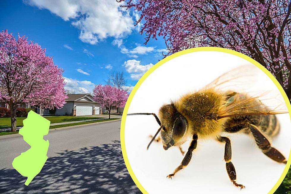 A very simple way you can help NJ honeybees get a good start