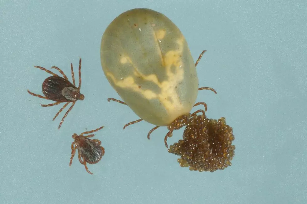 American Dog ticks Courtesy Lyme Disease Association Inc & Jim Occi, PhD, Rutgers, CVB