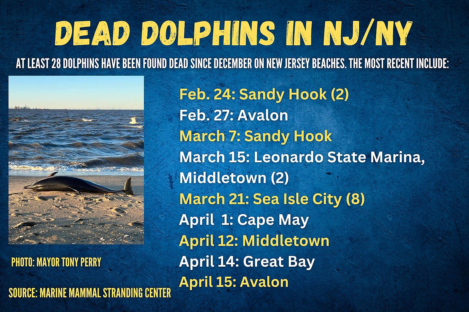Dolphin found stranded on Avalon, NJ beach Sunday