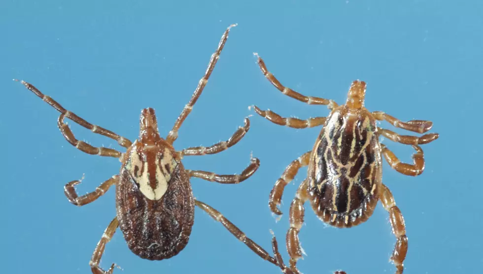 Warning: Many dangerous tick diseases now spreading in NJ