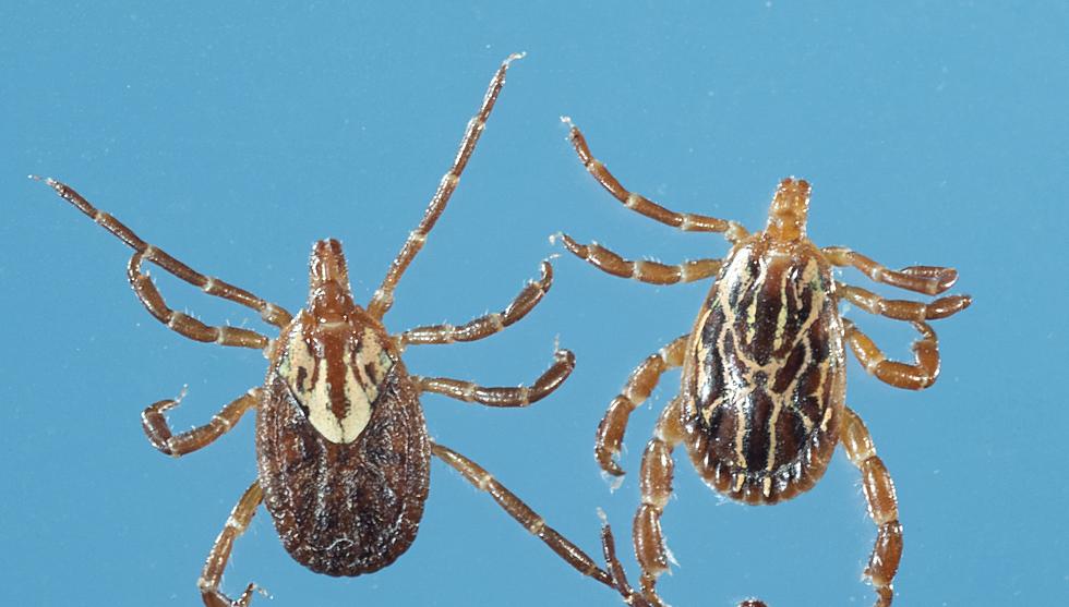 Warning: Many dangerous tick diseases now spreading in NJ