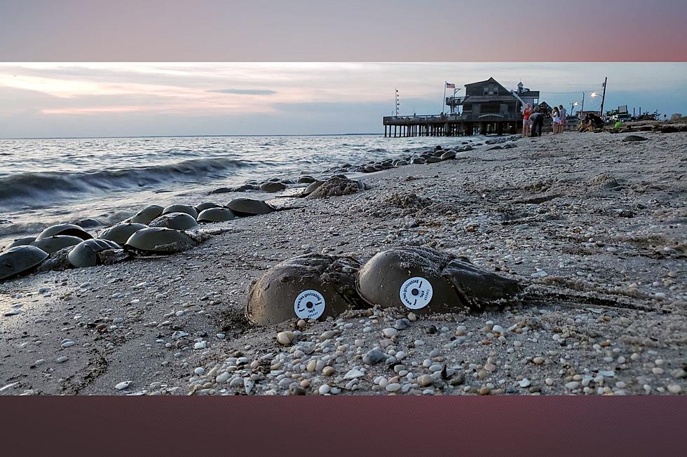 Volunteers are needed to help tag horseshoe crabs in NJ