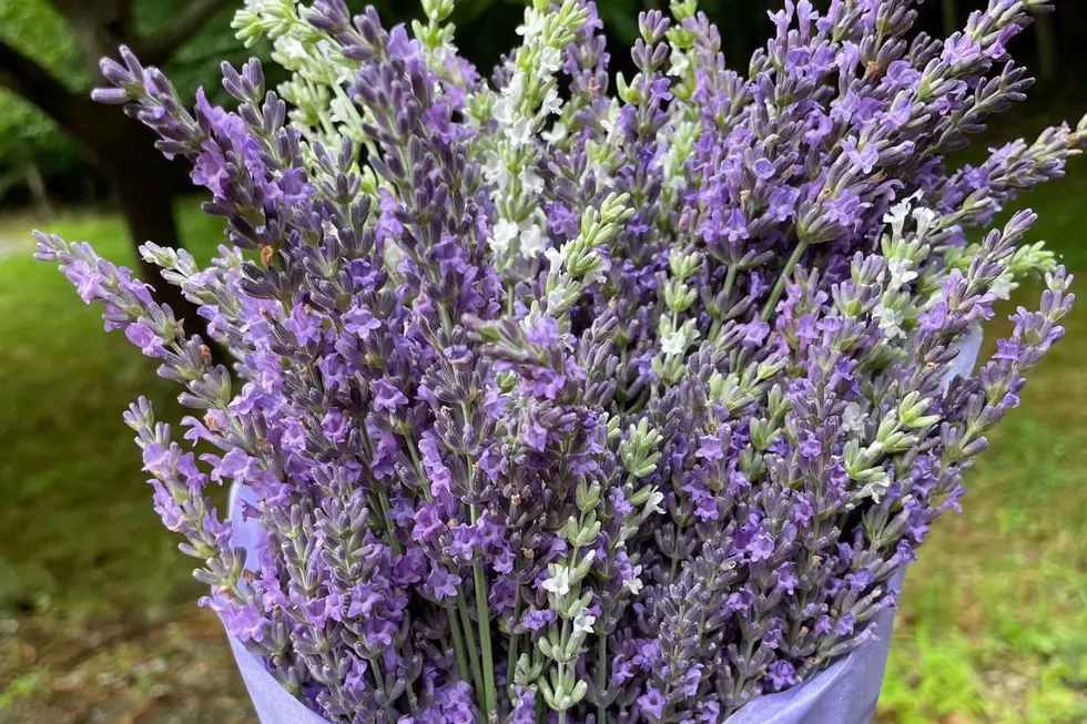 Via Pleasant Valley Lavender on Facebook