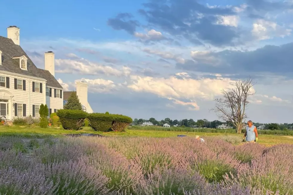 Via Pleasant Valley Lavender on Instagram