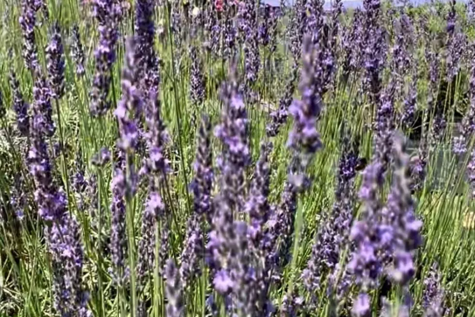 Via Pleasant Valley Lavender on Instagram