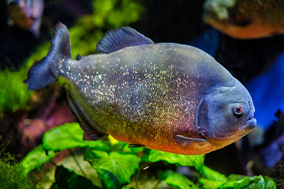 Piranhas and other exotic pets you can legally own in NJ