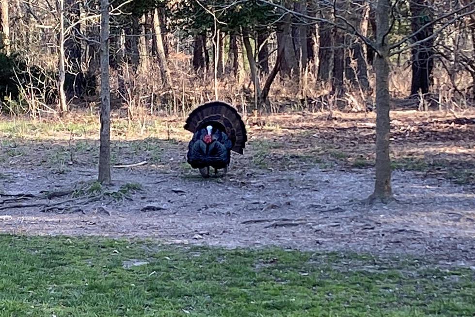 Aggressive turkeys are back in New Jersey