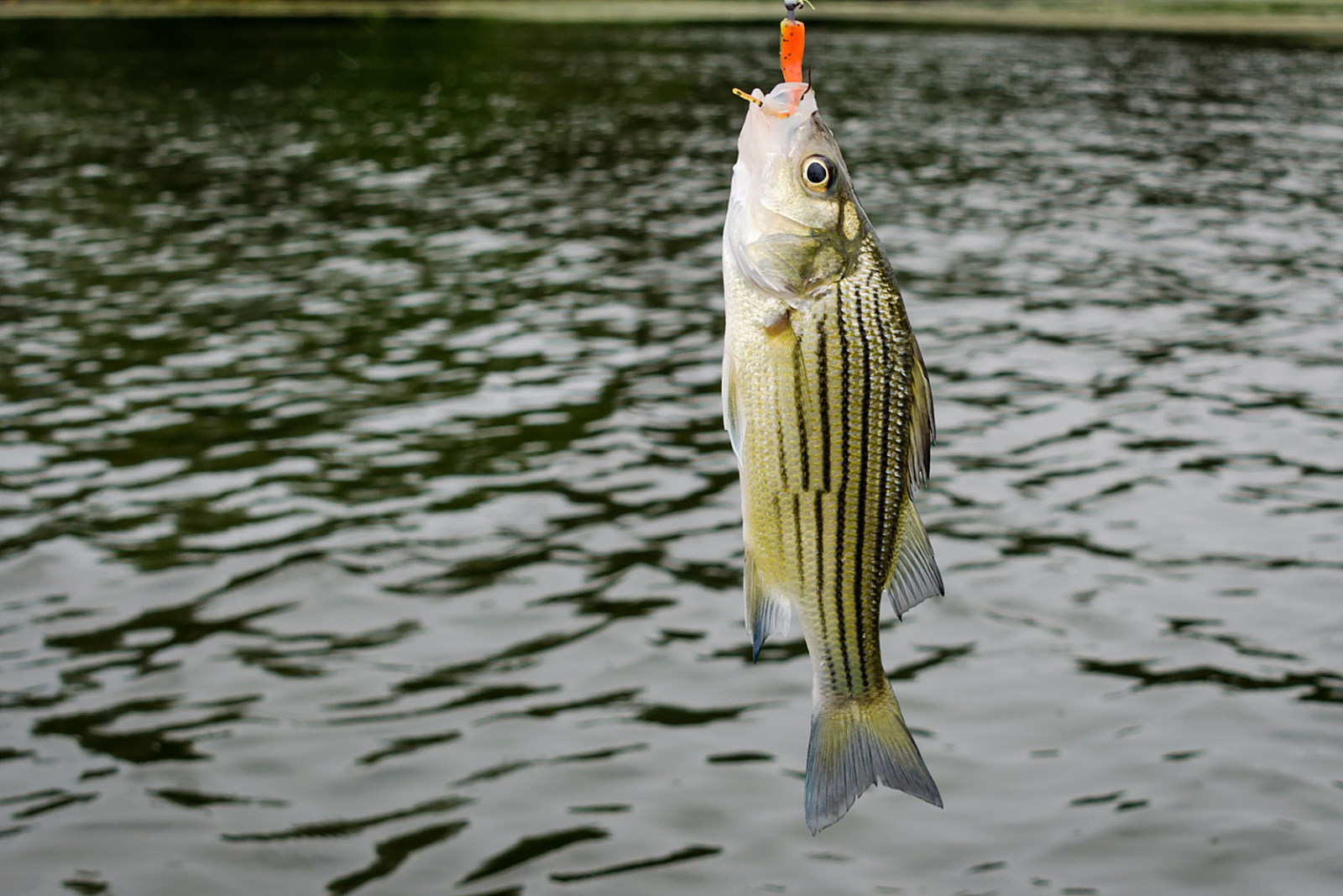 Striped Bass - Buggs Fishing Lures